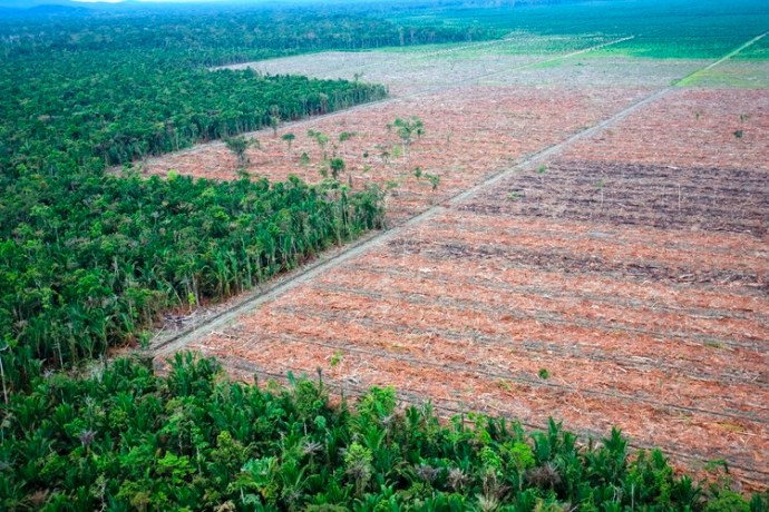 Image result for papua new guinea palm oil destruction